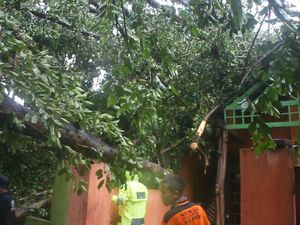 Pohon Beringin di Mojokerto Tumbang, Timpa 2 Rumah dan Warung