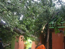 Pohon Beringin di Mojokerto Tumbang, Timpa 2 Rumah dan Warung