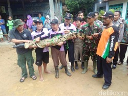 Bikin Takut Warga Sleman, Buaya Muara Ini Akhirnya Berhasil Ditangkap