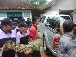 Cerita Puluhan Warga Sleman Gropyokan Buaya Muara