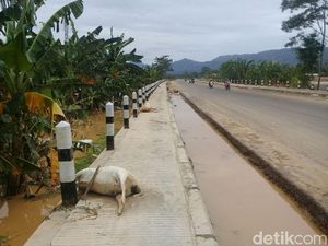 Hewan Ternak Warga Juga Jadi Korban Banjir di Pacitan Hewan Ternak Warga Juga Jadi Korban Banjir di Pacitan