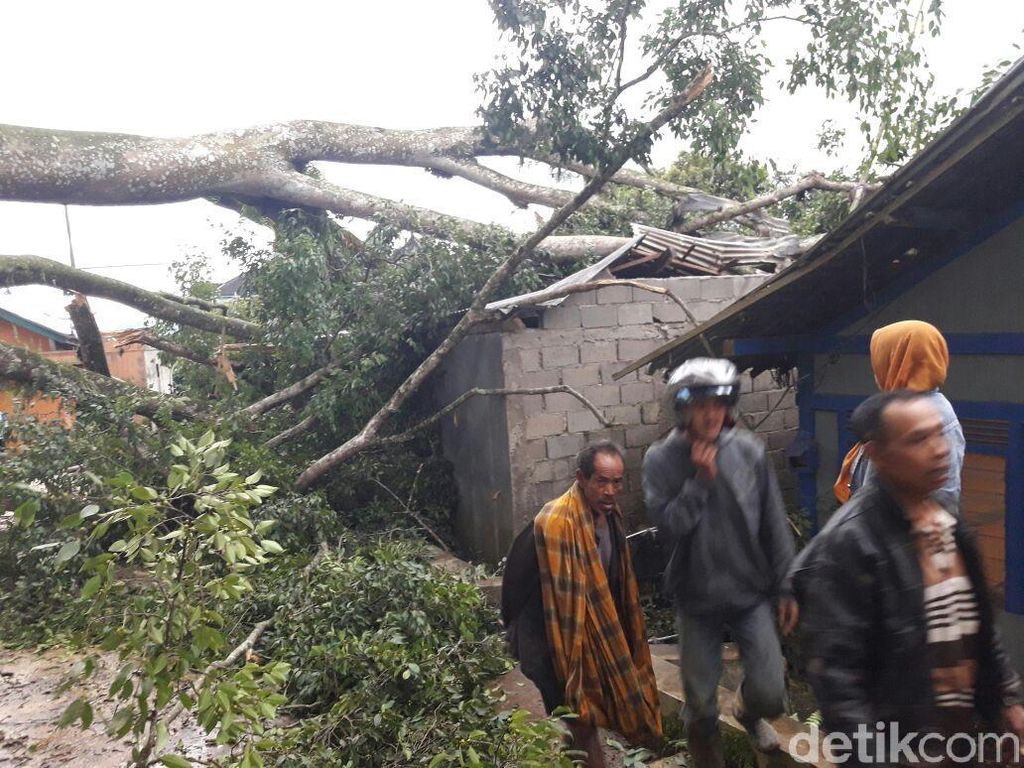 Terancam Pohon Tumbang, Belasan Rumah di Banjarnegara Dikosongkan