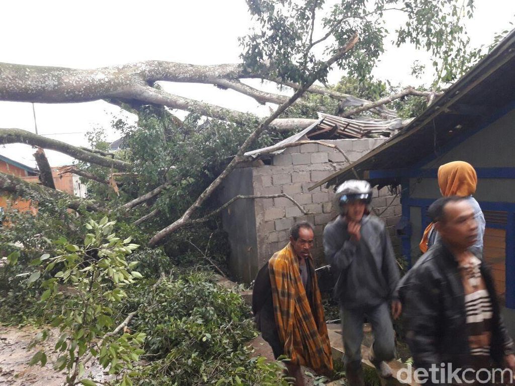Terancam Pohon Tumbang, Belasan Rumah di Banjarnegara Dikosongkan Terancam Pohon Tumbang, Belasan Rumah di Banjarnegara Dikosongkan