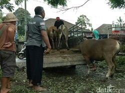 Ambil Momen Erupsi Gunung Agung, Tengkulak Beli Murah Hewan Ternak