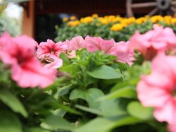 Long Weekend ke Lembang, Ada Kebun Bunga yang Cantik