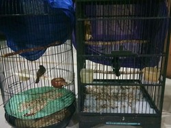 Curi 2 Ekor Burung di Cempaka Putih, Tedi Ditangkap