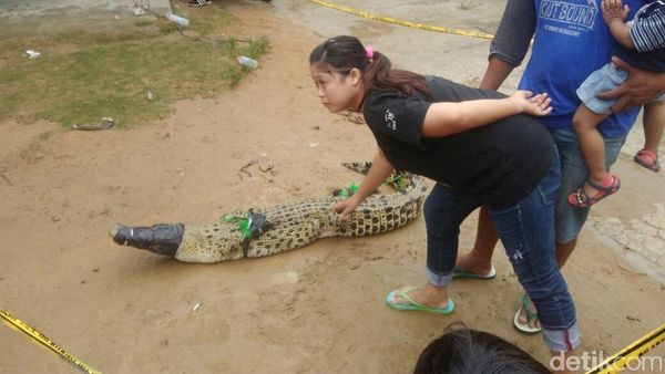 Foto: Buaya Ditangkap di Sleman, Kakinya Diikat ke Belakang