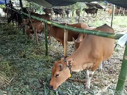 Ratusan Ternak Diungsikan Imbas Erupsi Gunung Agung