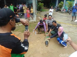 Ini Dugaan Asal Muasal Buaya Muara yang Ditemukan di Sleman DIY