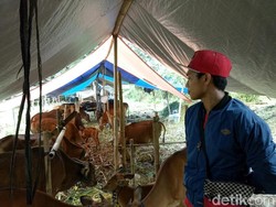 Imbas Erupsi Gunung Agung, Ratusan Ternak Warga Diungsikan