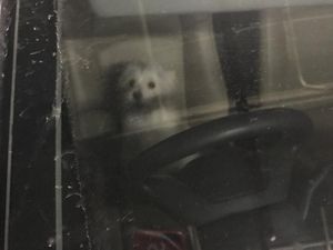 Elishia Akui Salah, Janji Tak Tinggalkan Anjing Valent di Mobil Elishia Akui Salah, Janji Tak Tinggalkan Anjing Valent di Mobil