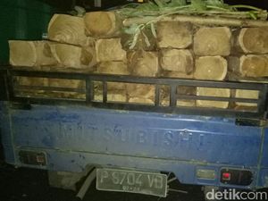 Pikap Muat Puluhan Kayu Jati Ilegal di Situbondo Ditangkap Polisi Pikap Muat Puluhan Kayu Jati Ilegal di Situbondo Ditangkap Polisi