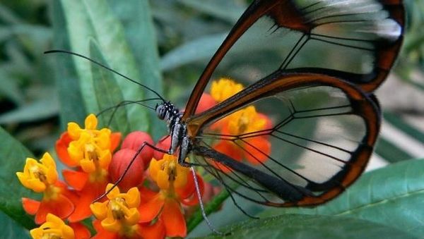 Foto Serangga Cantik dan Aneh yang Jarang Ditemui