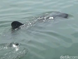 Ngeri! Pria Ini Berselancar Melintasi Hiu