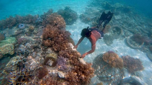 Seorang wisatawan menyelam di area perlindungan laut Pulau Pamuka, Kepulauan Seribu, Jakarta, Sabtu (18/11). ANTARA FOTO/R. Rekotomo/17.