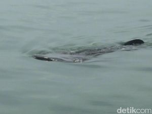 Yuks, Lihat Penampakan Hiu Tutul di Perairan Probolinggo