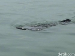 Yuks, Lihat Penampakan Hiu Tutul di Perairan Probolinggo