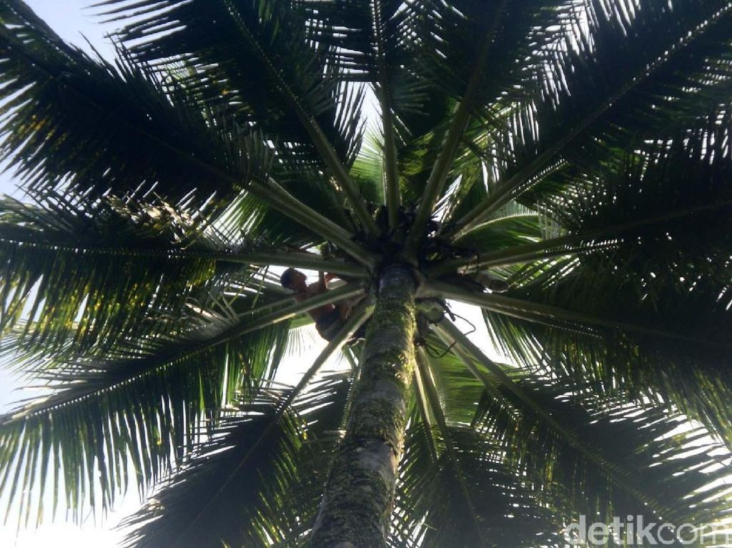 Tragis! Penderes Nira di Purbalingga Tewas Terjatuh dari Pohon Kelapa 15 Meter