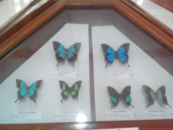 Kerajaan Kupu-kupu di Maros