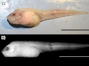 Ini Dia Ikan yang Bisa Hidup di Laut Kedalaman 8.134 meter!
