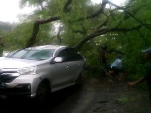 Pohon Asam Setinggi 20 Meter Tumbang dan Timpa Mobil di Pasuruan Pohon Asam Setinggi 20 Meter Tumbang dan Timpa Mobil di Pasuruan