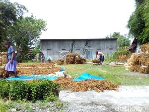 Petani Grobogan Khawatir Hujan Turunkan Kualitas Panenan Kedelai