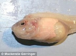 Wujud Ikan di Laut Terdalam yang Terekam Kamera