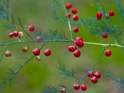 Catat! 10 Buah Ini Masuk Daftar Buah Paling Berbahaya di Dunia (2)