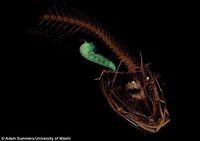 Ini Dia Ikan yang Bisa Hidup di Laut Kedalaman 8.134 meter!