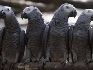 Ini Daftar 10 Hewan Paling Cerdas di Muka Bumi