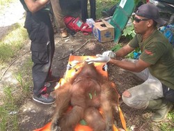 Hindari Perburuan Orang Utan, Cantik dan Charlie Dievakuasi