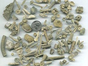 Foto: Wisata Gali Tanah Dapat Fosil, Mau?