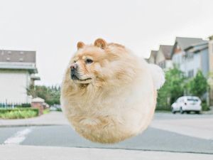 Dari Kotak hingga Bulat, Ini Kreasi Foto Hewan Aditya Aryanto