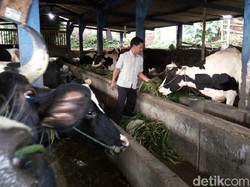 Manfaatkan Biogas, Warga Getasan Tak Pusing Elpiji Langka