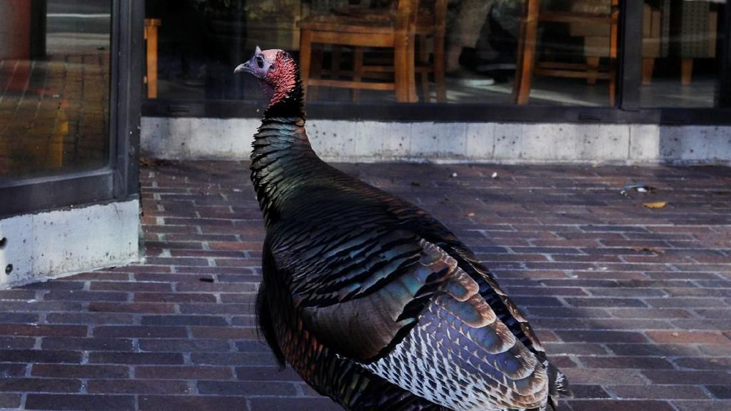 Foto: Saat Kalkun Pose di Bawah Iklan Sandwich Kalkun Foto: Saat Kalkun Pose di Bawah Iklan Sandwich Kalkun