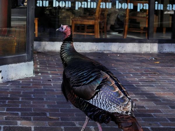 Foto: Saat Kalkun Pose di Bawah Iklan Sandwich Kalkun