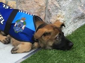 Anjing Putus Sekolah Ini Kini Jadi Kesayangan di Kediaman Gubernur