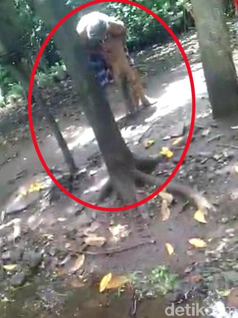 Tega, Seorang Kakek Umpankan Cucunya ke Monyet Hingga Dicakar