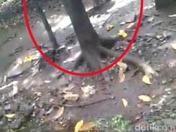 Video: Kakek Ini Tega Umpankan Cucu ke Monyet, Apa Sebabnya?