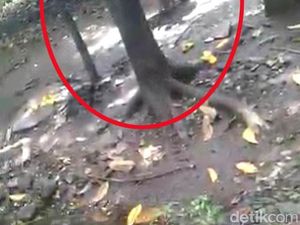 LPA Kecam Aksi Kakek di Pasuruan yang Umpankan Cucunya ke Monyet LPA Kecam Aksi Kakek di Pasuruan yang Umpankan Cucunya ke Monyet