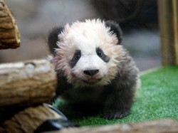 Imutnya Tingkah Bayi Panda Pertama di Perancis