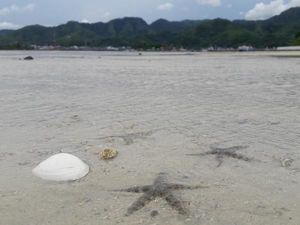 Surganya Bintang Laut Sibolga Ada di Sini?