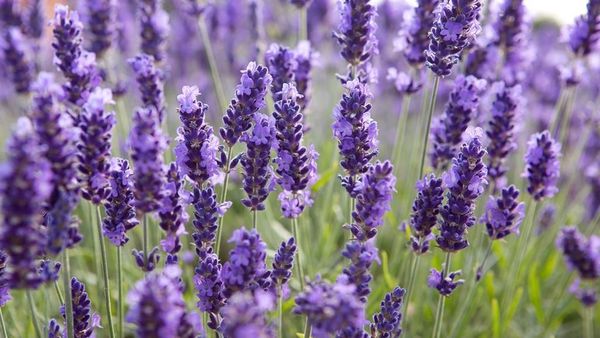 10 Bunga Ini Tak Hanya Cantik Sebagai Hiasan Tapi Juga Enak Dimakan