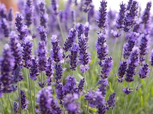 10 Bunga Ini Tak Hanya Cantik Sebagai Hiasan Tapi Juga Enak Dimakan 10 Bunga Ini Tak Hanya Cantik Sebagai Hiasan Tapi Juga Enak Dimakan