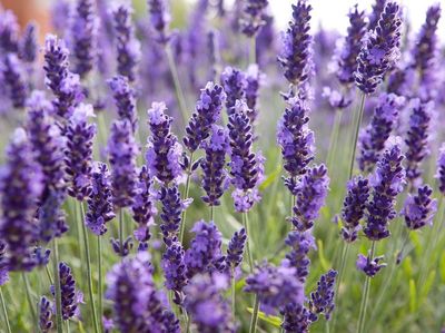 10 Bunga Ini Tak Hanya Cantik Sebagai Hiasan Tapi Juga Enak Dimakan