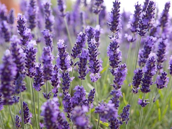 10 Bunga Ini Tak Hanya Cantik Sebagai Hiasan Tapi Juga Enak Dimakan