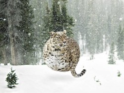 Si Retoucher Aditya Aryanto akan Ubah Foto Hewan Jadi  Unicorn