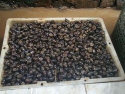 Ini Tips Bagi Pemula yang Mau Bisnis Keong Sawah