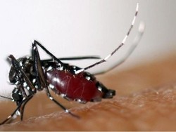 Filipina Setop Vaksin Dengue, Perlukah Indonesia Melakukannya Juga?