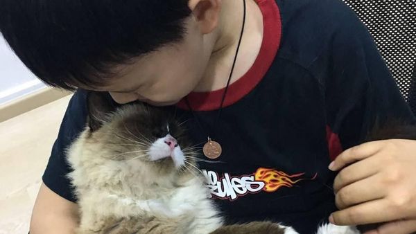Potret Ketika Kucing Menjadi Terapis Berikan Kenyamanan Mental